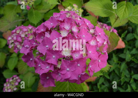 close up of healthy pink hydrangea with green pointed leaves in the background re gardening flowering plants shrubs Stock Photo