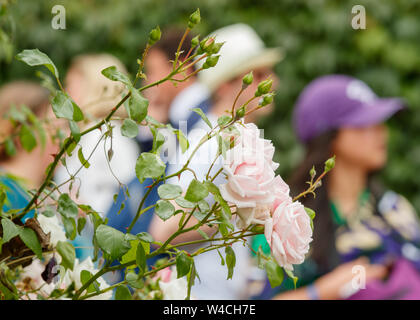 Detail of Roses at Wimbledon Championships 2019. Held at The All ...