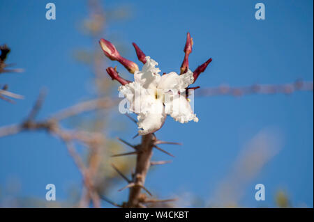 Close up of a flower of a flowering Halfmens succulent plant. Halfmens or elephant's trunk plants (Pachypodium namaquanum) can reach a height of 3 met Stock Photo