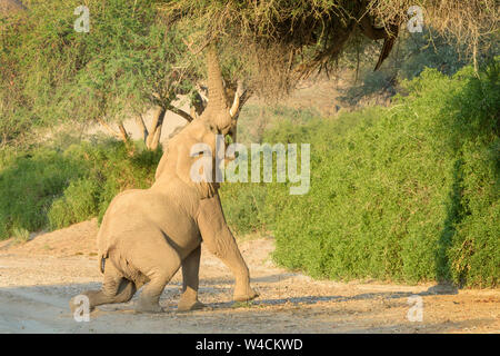 African Elephant, Desert-adapted Elephant (Loxodonta africana) stretching and eating leaves and twigs of acacia tree, Hoanib desert, Kaokoland, Namibi Stock Photo