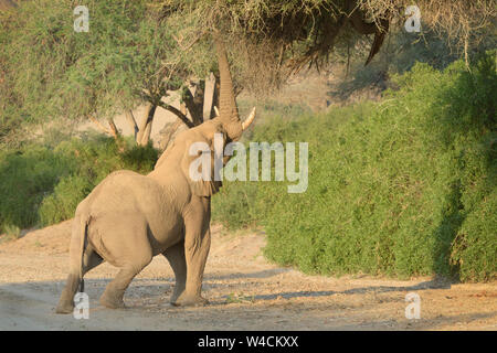 African Elephant, Desert-adapted Elephant (Loxodonta africana) eating leaves and twigs of acacia tree, Kaokoland, Hoanib desert, Namibia Stock Photo