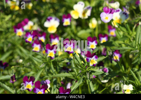 Wild pansy violets flowering in garden. Medicinal plant for metabolic diseases and acne treatment Stock Photo