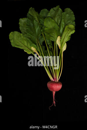 Beetroot With Leaves on Black Background Stock Photo