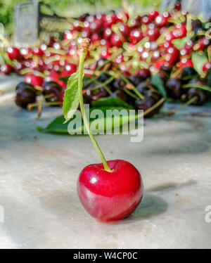 Fresh red cherries in summer time. Healthy food, delicious cherry. Stock Photo