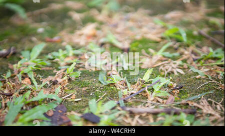 green moss grown on the ground between the grass. Tropical country. Stock Photo