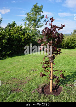 Acer platanoides Drummondii Crimson King, newly planted on a windswept amateur garden at 900ft in Nidderdale. N Yorks 20/07/19 Stock Photo