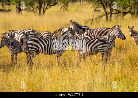 Annual migration of over one million white bearded (or brindled) wildebeest and 200,000 zebras at Serengeti National Park, Tanzania, in Spring April Stock Photo