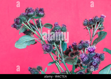 Greater or edible burdock, thorny burr, or happy major plant. Vivid background. Stock Photo