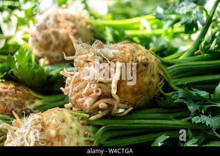 Detail of a pille of celeriacs with stalks and leaves at farmers market. Stock Photo