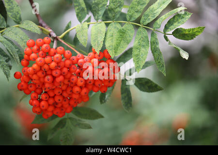 Clusters of ripe rowan berries growing on a tree branch, close-up. Medicinal berries of mountain-ash Stock Photo