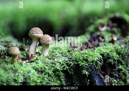 Mushrooms and green moss growing on the old dry stump in a forest. Picturesque wild nature Stock Photo