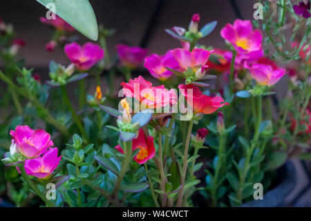 Sun plant (Portulaca). Closeup of pink and orange flowers. in  a garden. Photographed in Israel in July
