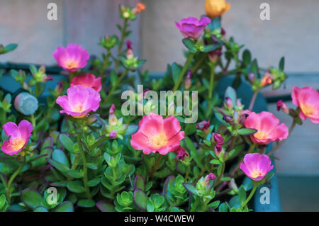 Sun plant (Portulaca). Closeup of pink and orange flowers. in  a garden. Photographed in Israel in July