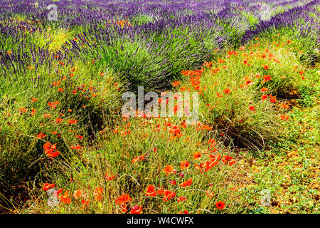Poppy flowers surrounded by blooming lavender, Montagnac. Provence-Alpes-Cote d'Azur, France.