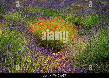 Poppy flowers surrounded by blooming lavender, Montagnac. Provence-Alpes-Cote d'Azur, France.