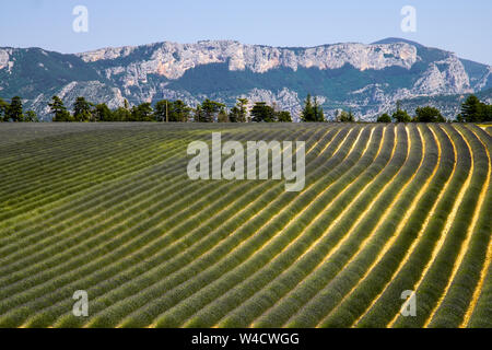 Panoramic view of lavender fields, Montagnac region. Provence-Alpes-Cote d'Azur, France. Stock Photo