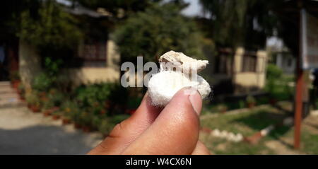 Silkworm (Bombyx mori) with Cocoon Stock Photo