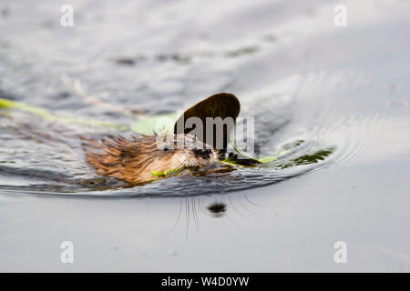 Muskrat swimming in the Danube Delta Romania Stock Photo
