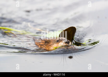 Muskrat swimming in the Danube Delta Romania Stock Photo