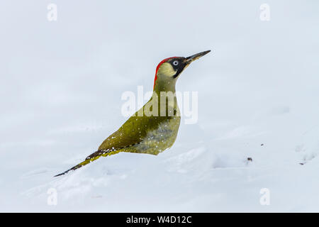 European green woodpecker, Grünspecht (Picus viridis) Weibchen Stock Photo