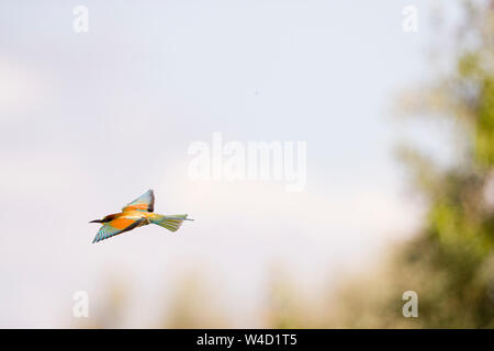 Bee-eater in flight in the Danube Delta Romania Stock Photo