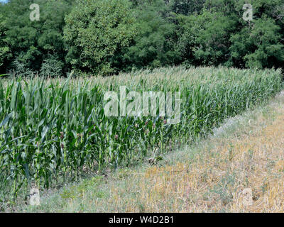 Corn growing in field,  Zea mays Stock Photo