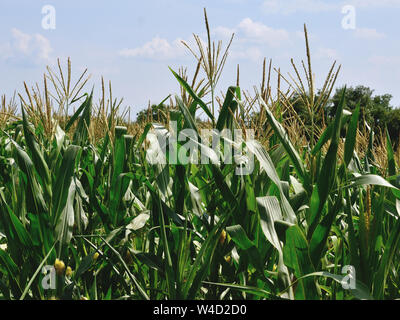 Corn growing in field, Zea mays Stock Photo