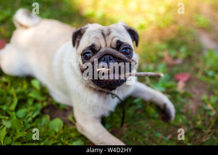 Pug dog biting a stick and lying on grass in park. Happy puppy chewing and playing with wooden stick. Dog having fun Stock Photo