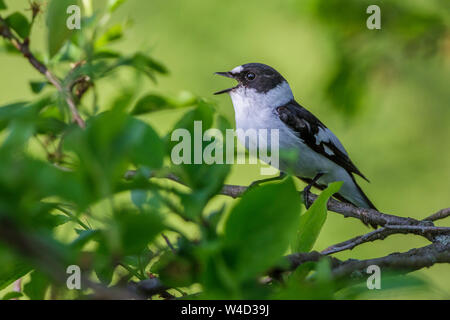 Collared flycatcher, Halsbandschnäpper (Ficedula albicollis) Männchen singend Stock Photo