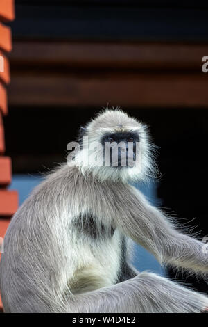 Monkey expression - Ooty Tamilnadu India Stock Photo