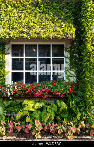 Evening sunlight on the Ivy covered wall of Campiellos Restaurant, Naples, Florida, USA Stock Photo