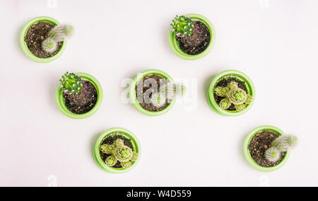 Cacti of different types stand chaotically in green pots on a white background. Houseplants to create an interior at home, office or desktop. Stock Photo
