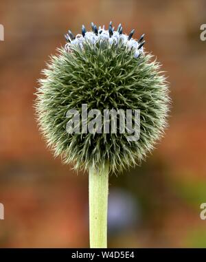 A closeup of an echinops flower head. Stock Photo