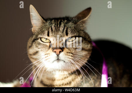 grumpy, beautiful, tabby female cat with yellow eyes. close up face Stock Photo