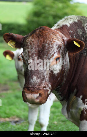 Moiled cattle at Lough Bishop Farm, one of the world's rarest breeds originating in Ireland, Derrynagarra, Collinstown, County Westmeath, Ireland Stock Photo