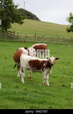 Moiled cattle at Lough Bishop Farm, one of the world's rarest breeds originating in Ireland, Derrynagarra, Collinstown, County Westmeath, Ireland Stock Photo