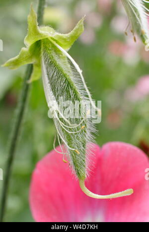 Lathyrus odoratus 'Painted Lady'. Sweet pea seed pod ready for deadheading to prolong flowering. Stock Photo