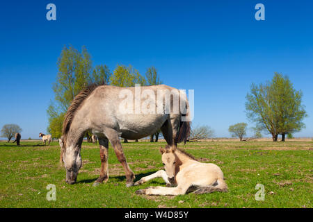 a newborn foal with her mother grazing on fresh green pastures in spring - Konik horses at Lauwersmeer National Park, The Netherlands Stock Photo