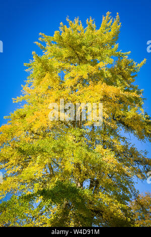 A fine mature specimen Ginkgo Biloba tree with leaves starting show golden yellow tones in Autumn in an English garden, UK Stock Photo