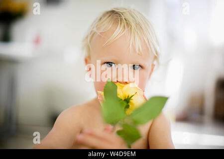 Portrait of a toddler holding a rose to his face. Stock Photo