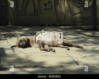 Striped Hyena lying down sleeping against the rocks Stock Photo