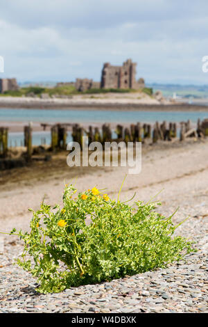 Yellow Horned Poppy, Glaucium flavum on Walney Island, Cumbria, UK, looking towards Piel Castle. Stock Photo