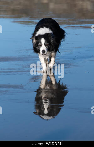 Black and white border collie reflected in water as it walks along wet ...