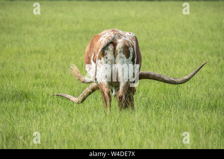 Longhorn cattle graze in lush tall grass pasture grass Stock Photo