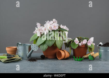 Potted Saintpaulia violet flowers. Planting potted flowers and garden tools for pot plants. Stock Photo