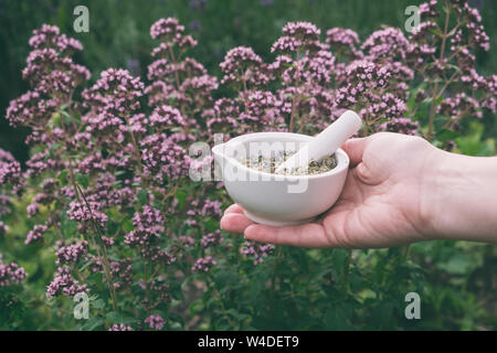 Woman holding in her hands a mortar of oregano herbs. Marjoram flowers on background. Stock Photo