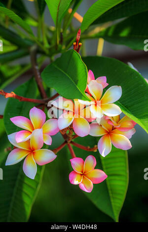 A cluster of fragrant Frangipani flower blossoms, Plumeria, variety Queen Napranum. Stock Photo