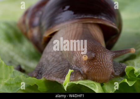 Giant African land snail Achatina fulica eating green salad, macro
