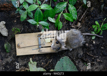 Maus In Der Mausefalle Gefangen Mouse Caught In A Mouse Trap Stock Photo Alamy