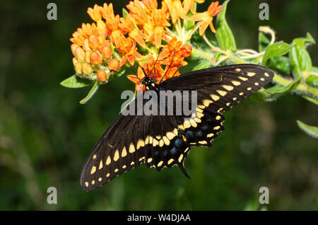 Male Eastern Black Swallowtail butterfly feeding on an orange Butterflyweed